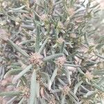 Helianthemum syriacum Hoja