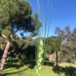 Triticum turgidum 花