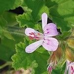 Pelargonium vitifolium 花