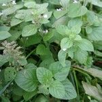 Clinopodium nepeta برگ