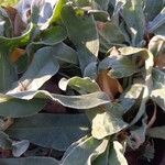 Silene coronaria Leaf