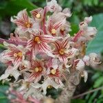 Acropogon jaffrei Květ