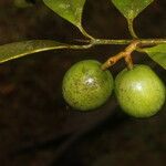 Calophyllum brasiliense Fruto