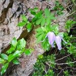 Clematis alpina 花