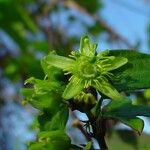 Passiflora suberosa Кветка