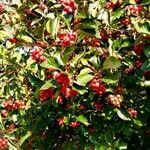 Crataegus persimilis Fruit