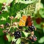 Rubus ulmifolius Fruit