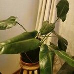 Philodendron martianum برگ