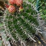 Ferocactus herrerae Foglia