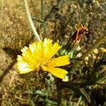 Picris rhagadioloides Flower