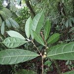 Maquira guianensis Leaf