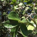 Strychnos madagascariensis Leaf