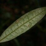 Duguetia calycina Φύλλο