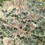 Albizia anthelmintica Leaf