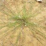Merremia tridentata Otro