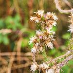 Carduus tenuiflorus Gyümölcs