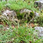 Carex baldensis Habit
