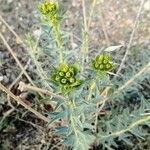 Euphorbia macroclada Other