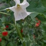 Datura stramoniumКветка