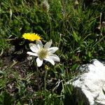 Anemone baldensis Blomst