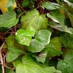 Hedera canariensis Leaf