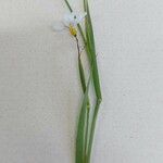 Sisyrinchium angustifolium Лист