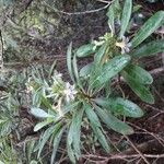 Scaevola montana Blüte