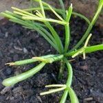 Euphorbia tirucalli Hoja