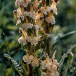 Pedicularis oederi Çiçek