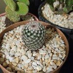 Mammillaria matudae পাতা