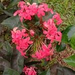 Ixora chinensis Květ