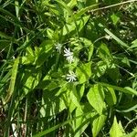Stellaria nemorum Flor
