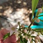 Ardisia elliptica Blüte