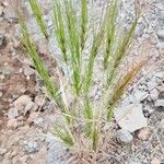 Taeniatherum caput-medusae Libunga