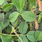 Rhynchosia minima Leaf