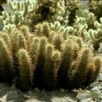 Echinocereus engelmannii Buveinė