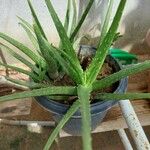 Aloe vera var. chinensisЛист