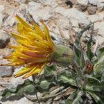 Scorzonera hispanica Цветок
