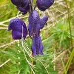 Aconitum napellusΛουλούδι