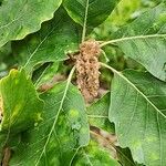 Quercus canariensis Floare