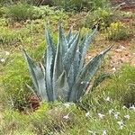 Agave asperrima Leaf