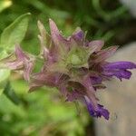 Salvia canariensis Květ