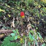 Arisaema serratum Fruit