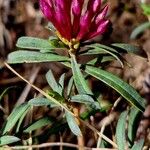 Daphne striata Flower