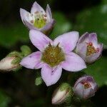 Sedum villosum Flower
