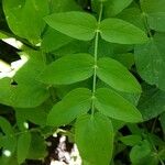 Sium sisarum Hoja