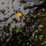 Ranunculus flammula Flower