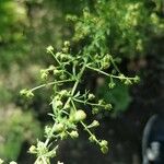 Artemisia annua Flor