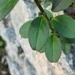 Antirrhinum latifolium Leaf