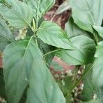 Ocimum carnosum Frunză